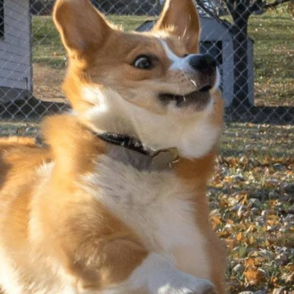 xendercorgi